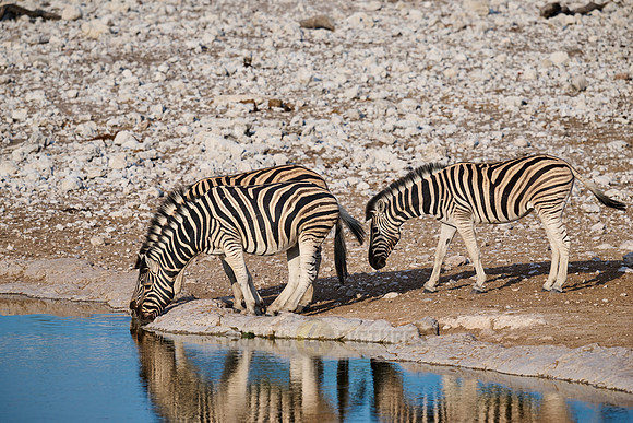 plains zebra or Burchell's zebra (Equus quagga burchellii)