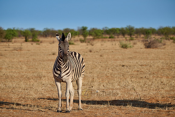 plains zebra or Burchell's zebra