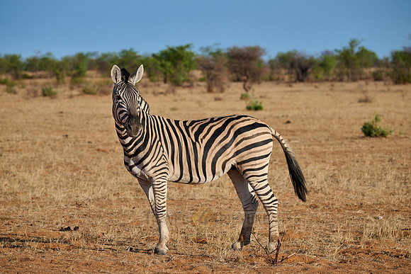 plains zebra or Burchell's zebra