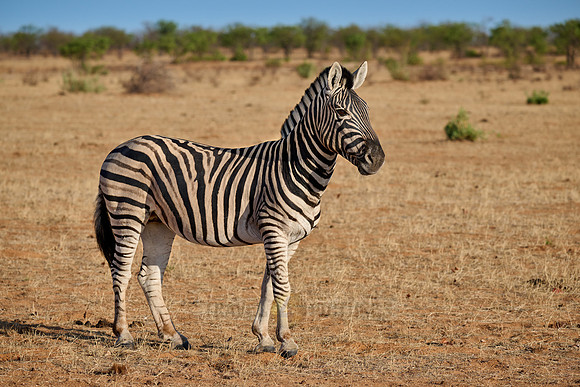plains zebra or Burchell's zebra