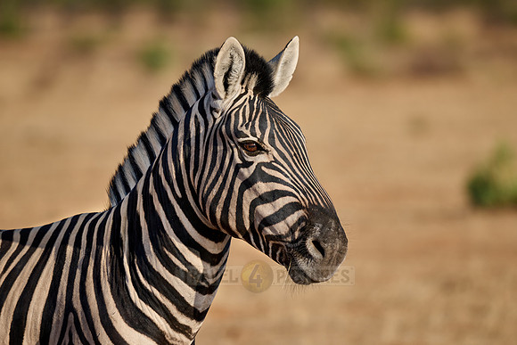 plains zebra or Burchell's zebra