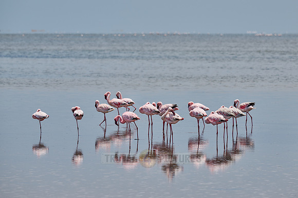 lesser flamingo (Phoeniconaias minor)