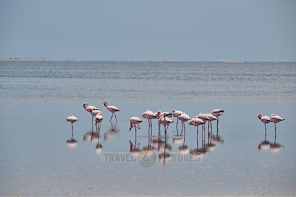 lesser flamingo (Phoeniconaias minor)