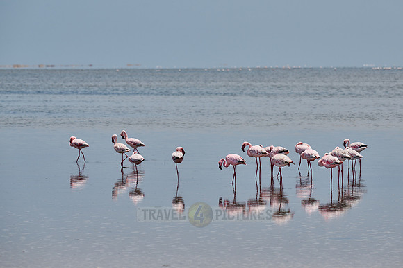lesser flamingo (Phoeniconaias minor)