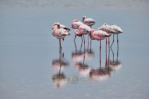 lesser flamingo (Phoeniconaias minor)
