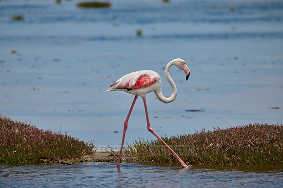 greater flamingo (Phoenicopterus roseus)