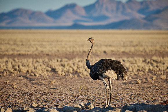 common ostrich (Struthio camelus australis)