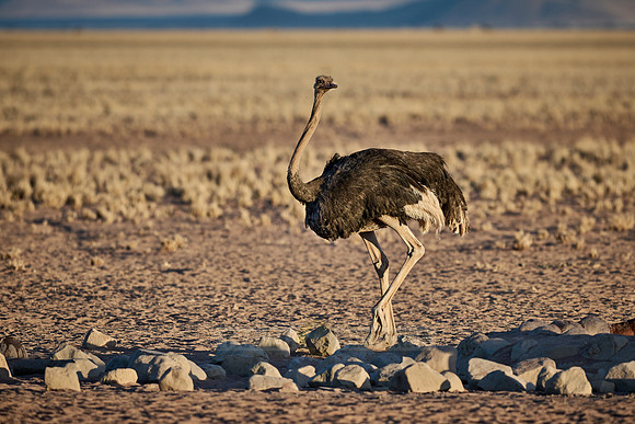 common ostrich (Struthio camelus australis)