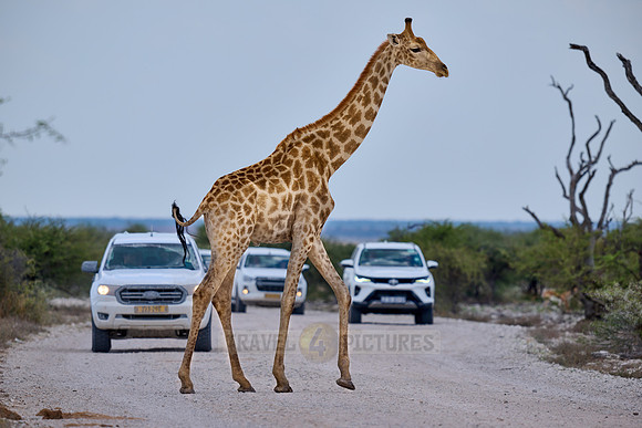 Angolan giraffe or Namibian giraffe or smokey giraffe (Giraffa camelopardalis angolensis)
