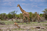 Angolan giraffe or Namibian giraffe or smokey giraffe (Giraffa camelopardalis angolensis)