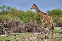 young Angolan giraffe or Namibian giraffe or smokey giraffe (Giraffa camelopardalis angolensis)