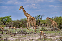 Angolan giraffe or Namibian giraffe or smokey giraffe (Giraffa camelopardalis angolensis)