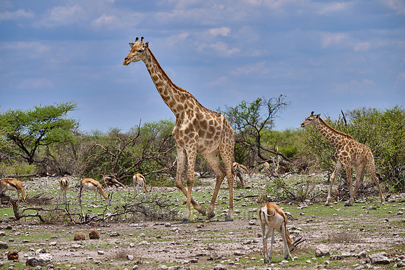 Angolan giraffe or Namibian giraffe or smokey giraffe (Giraffa camelopardalis angolensis)
