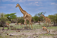 Angolan giraffe or Namibian giraffe or smokey giraffe (Giraffa camelopardalis angolensis)