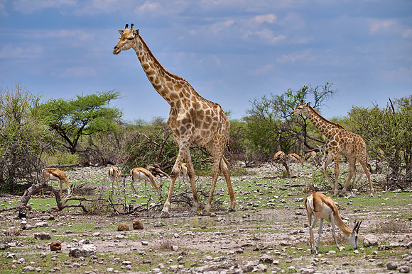 Angolan giraffe or Namibian giraffe or smokey giraffe (Giraffa camelopardalis angolensis)