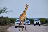 Angolan giraffe or Namibian giraffe or smokey giraffe (Giraffa camelopardalis angolensis)