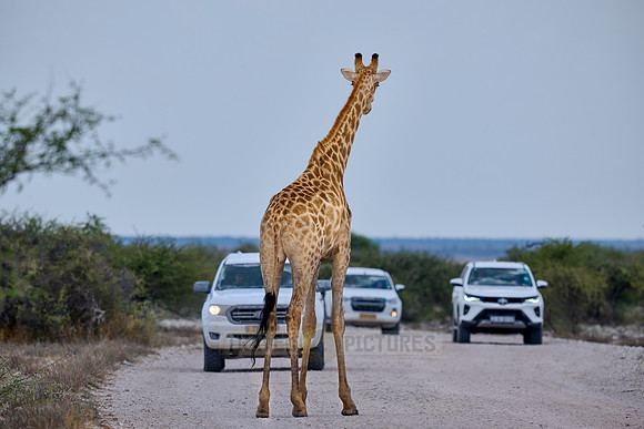 Angolan giraffe or Namibian giraffe or smokey giraffe (Giraffa camelopardalis angolensis)