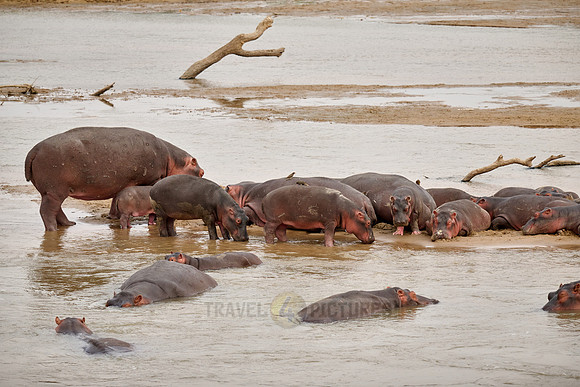 herd of hippos (Hippopotamus amphibius) with babys in Luangwa river