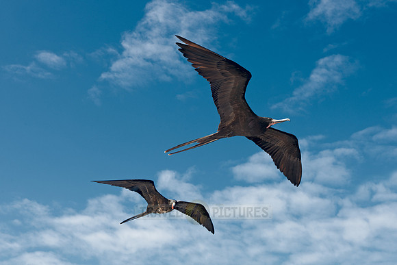 flying Frigatebird