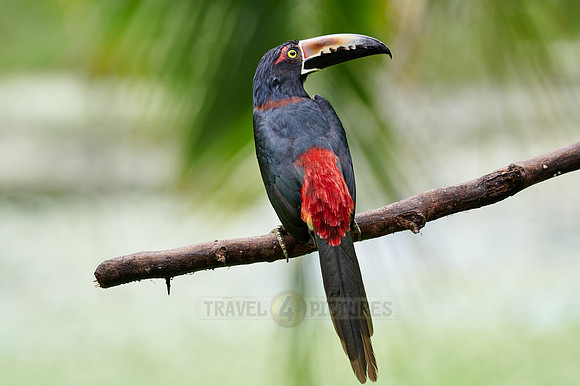 collared aracari (Pteroglossus torquatus)