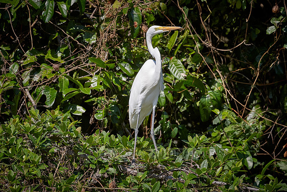 Great Egret
