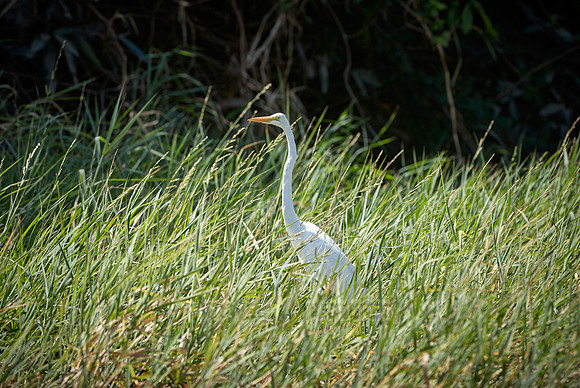 Great Egret