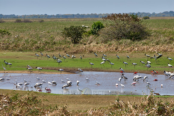 many water birds