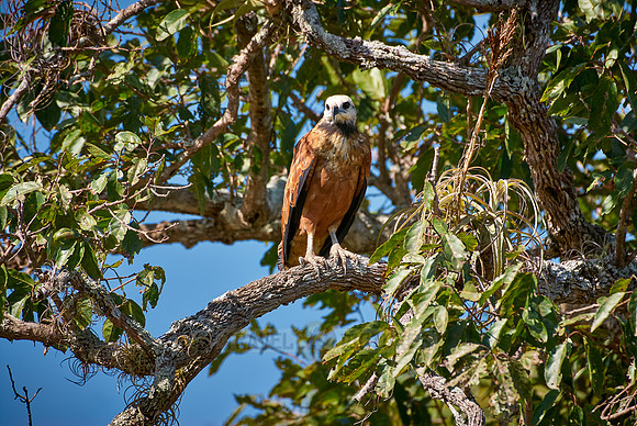 Black-collared Hawk