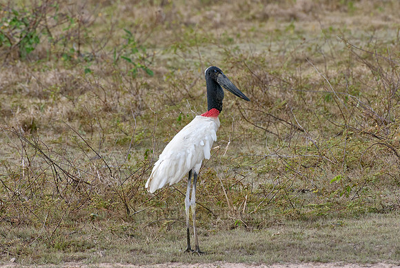 Jabiru-Storch