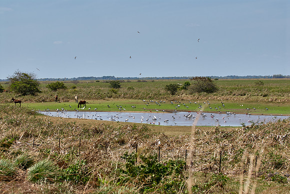 many water birds