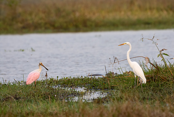 Great Egret a. Roseate Spoonbill