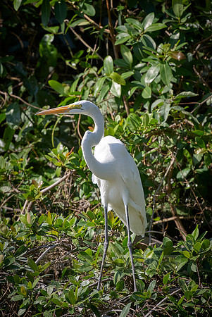 Great Egret