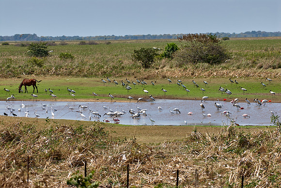 many water birds