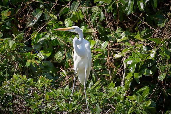Great Egret