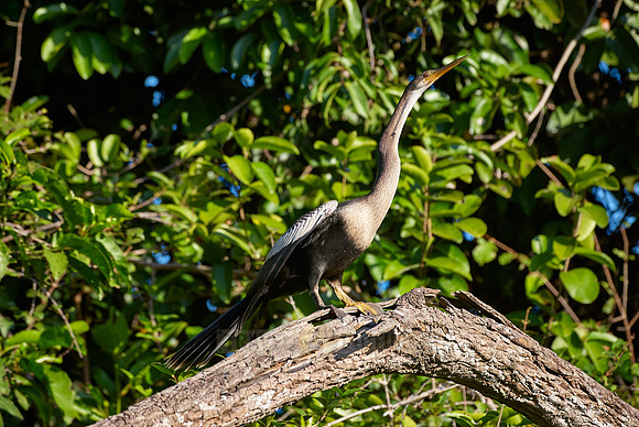 darter, Anhinga melanogaster
