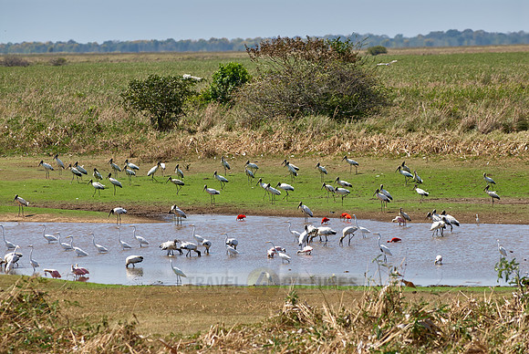 many water birds