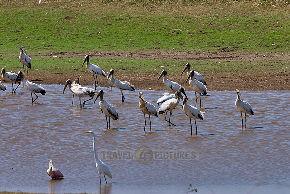 many water birds
