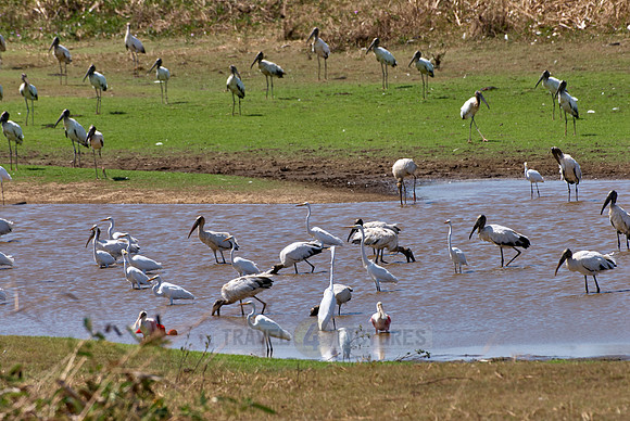 many water birds