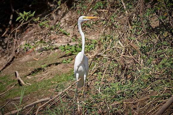 Great Egret