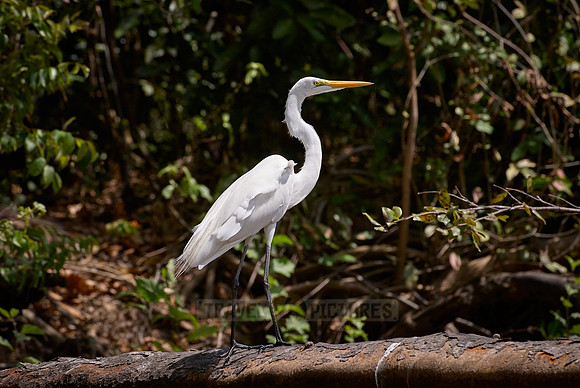Great Egret