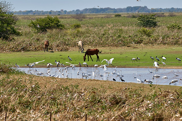 many water birds