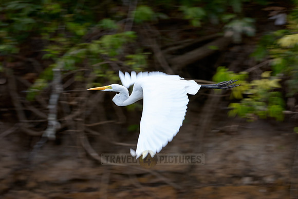 Great Egret