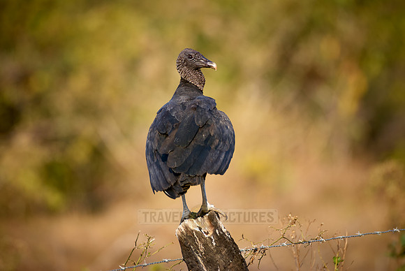 Black Vulture, Coragyps atratus