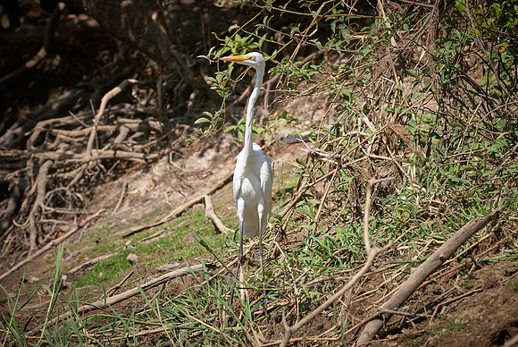Great Egret