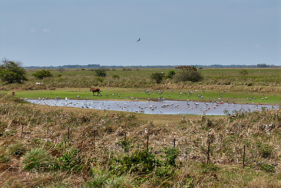 many water birds