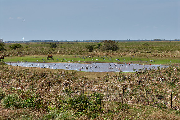 many water birds