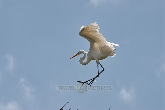 Great Egret