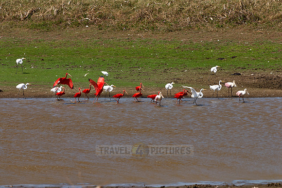 many water birds