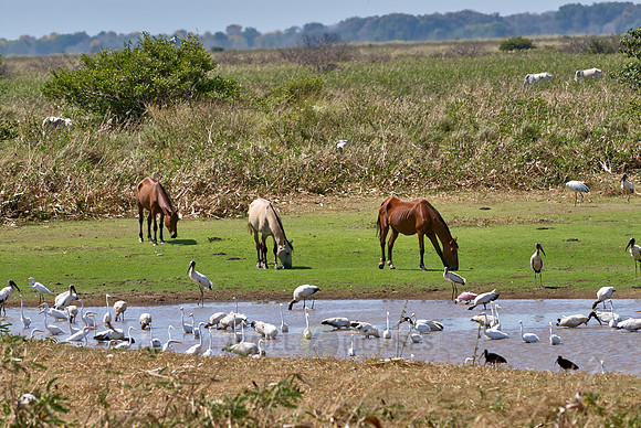 many water birds