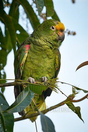 yellow-headed parrot